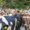 Am Samstag sind auch in Obermaiselstein die Älpler, Hirten und ihre Tiere ins Tal zurückgekehrt. Insgesamt 1.400 Rinder kehrten von insgesamt zwölf Alpen zurück. Damit ist auch dort der Bergsommer beendet. Anders als in vielen anderen Ortschaften gab es in Obermaiselstein mehrere dezentrale Scheidplätze. Einen Hauptscheidplatz gab es nicht. Auch fand der Viehscheid in Obermaiselstein ohne Zeltbetrieb und Fest statt.