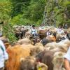 Am Samstag sind auch in Obermaiselstein die Älpler, Hirten und ihre Tiere ins Tal zurückgekehrt. Insgesamt 1.400 Rinder kehrten von insgesamt zwölf Alpen zurück. Damit ist auch dort der Bergsommer beendet. Anders als in vielen anderen Ortschaften gab es in Obermaiselstein mehrere dezentrale Scheidplätze. Einen Hauptscheidplatz gab es nicht. Auch fand der Viehscheid in Obermaiselstein ohne Zeltbetrieb und Fest statt.
