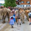 Am Samstag sind auch in Obermaiselstein die Älpler, Hirten und ihre Tiere ins Tal zurückgekehrt. Insgesamt 1.400 Rinder kehrten von insgesamt zwölf Alpen zurück. Damit ist auch dort der Bergsommer beendet. Anders als in vielen anderen Ortschaften gab es in Obermaiselstein mehrere dezentrale Scheidplätze. Einen Hauptscheidplatz gab es nicht. Auch fand der Viehscheid in Obermaiselstein ohne Zeltbetrieb und Fest statt.