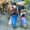 Am Samstag sind auch in Obermaiselstein die Älpler, Hirten und ihre Tiere ins Tal zurückgekehrt. Insgesamt 1.400 Rinder kehrten von insgesamt zwölf Alpen zurück. Damit ist auch dort der Bergsommer beendet. Anders als in vielen anderen Ortschaften gab es in Obermaiselstein mehrere dezentrale Scheidplätze. Einen Hauptscheidplatz gab es nicht. Auch fand der Viehscheid in Obermaiselstein ohne Zeltbetrieb und Fest statt.