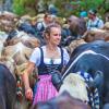 Am Samstag sind auch in Obermaiselstein die Älpler, Hirten und ihre Tiere ins Tal zurückgekehrt. Insgesamt 1.400 Rinder kehrten von insgesamt zwölf Alpen zurück. Damit ist auch dort der Bergsommer beendet. Anders als in vielen anderen Ortschaften gab es in Obermaiselstein mehrere dezentrale Scheidplätze. Einen Hauptscheidplatz gab es nicht. Auch fand der Viehscheid in Obermaiselstein ohne Zeltbetrieb und Fest statt.