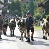 Am Montagvormittag, den 19. September 2022, fand auch in Buching, einem Ortsteil der Gemeinde Halblech im Ostallgäu, der Viehscheid statt. 30 Rinder, davon alle mit einem Kopfschmuck, kamen von den Alpen ins Tal und zum Marktplatz zwischen Buching und Bayerniederhofen. Dort fand direkt neben dem Festzelt der Viehhandel statt. Buching ist dabei der letzte Viehscheid im Allgäu, bei dem ein solcher Handel noch mit einem Handschlag vereinbart werden kann. Zusammen mit den Rindern kamen auch die Musikkapelle Alpengruß Buching, die dann im Festzelt aufspielten, und der Festwagen des Allgäuer Brauhauses, der von sechs Pferden gezogen wurde, zum Markplatz.