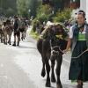 Am Montagvormittag, den 19. September 2022, fand auch in Buching, einem Ortsteil der Gemeinde Halblech im Ostallgäu, der Viehscheid statt. 30 Rinder, davon alle mit einem Kopfschmuck, kamen von den Alpen ins Tal und zum Marktplatz zwischen Buching und Bayerniederhofen. Dort fand direkt neben dem Festzelt der Viehhandel statt. Buching ist dabei der letzte Viehscheid im Allgäu, bei dem ein solcher Handel noch mit einem Handschlag vereinbart werden kann. Zusammen mit den Rindern kamen auch die Musikkapelle Alpengruß Buching, die dann im Festzelt aufspielten, und der Festwagen des Allgäuer Brauhauses, der von sechs Pferden gezogen wurde, zum Markplatz.