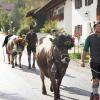 Am Montagvormittag, den 19. September 2022, fand auch in Buching, einem Ortsteil der Gemeinde Halblech im Ostallgäu, der Viehscheid statt. 30 Rinder, davon alle mit einem Kopfschmuck, kamen von den Alpen ins Tal und zum Marktplatz zwischen Buching und Bayerniederhofen. Dort fand direkt neben dem Festzelt der Viehhandel statt. Buching ist dabei der letzte Viehscheid im Allgäu, bei dem ein solcher Handel noch mit einem Handschlag vereinbart werden kann. Zusammen mit den Rindern kamen auch die Musikkapelle Alpengruß Buching, die dann im Festzelt aufspielten, und der Festwagen des Allgäuer Brauhauses, der von sechs Pferden gezogen wurde, zum Markplatz.