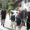 Am Montagvormittag, den 19. September 2022, fand auch in Buching, einem Ortsteil der Gemeinde Halblech im Ostallgäu, der Viehscheid statt. 30 Rinder, davon alle mit einem Kopfschmuck, kamen von den Alpen ins Tal und zum Marktplatz zwischen Buching und Bayerniederhofen. Dort fand direkt neben dem Festzelt der Viehhandel statt. Buching ist dabei der letzte Viehscheid im Allgäu, bei dem ein solcher Handel noch mit einem Handschlag vereinbart werden kann. Zusammen mit den Rindern kamen auch die Musikkapelle Alpengruß Buching, die dann im Festzelt aufspielten, und der Festwagen des Allgäuer Brauhauses, der von sechs Pferden gezogen wurde, zum Markplatz.