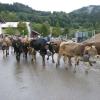 Eigentlich sollte es in Missen dieses Jahr keinen Viehscheid geben. Nach der ursprünglichen Absage kam es dann aber zur Kehrtwende. Örtliche Vereine hatten dem Viehscheidverein ihre Unterstützung zugesichert, um die Veranstaltung gemeinsam stemmen zu können. Etwa 350 Tiere sind am Samstag nun zum Scheidplatz in Missen getrieben worden. Später sorgte die Musikkapelle Missen-Wilhams für musikalische Unterhaltung im Feststadel.