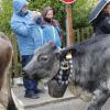 Trotz teilweise strömenden Regen kamen hunderte Zuschauern zum Viehscheid nach Wertach. Mit insgesamt rund 700 Tieren von sechs verschiedenen Alpen gehört er zu den größeren Viehscheiden im Allgäu. Neben einem Festzelt gab es auch einen großen Krämermarkt, der ebenfalls gut besucht war.