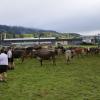 Trotz teilweise strömenden Regen kamen hunderte Zuschauern zum Viehscheid nach Wertach. Mit insgesamt rund 700 Tieren von sechs verschiedenen Alpen gehört er zu den größeren Viehscheiden im Allgäu. Neben einem Festzelt gab es auch einen großen Krämermarkt, der ebenfalls gut besucht war.