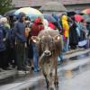 Trotz teilweise strömenden Regen kamen hunderte Zuschauern zum Viehscheid nach Wertach. Mit insgesamt rund 700 Tieren von sechs verschiedenen Alpen gehört er zu den größeren Viehscheiden im Allgäu. Neben einem Festzelt gab es auch einen großen Krämermarkt, der ebenfalls gut besucht war.