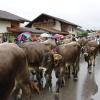 Trotz teilweise strömenden Regen kamen hunderte Zuschauern zum Viehscheid nach Wertach. Mit insgesamt rund 700 Tieren von sechs verschiedenen Alpen gehört er zu den größeren Viehscheiden im Allgäu. Neben einem Festzelt gab es auch einen großen Krämermarkt, der ebenfalls gut besucht war.