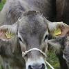 Trotz teilweise strömenden Regen kamen hunderte Zuschauern zum Viehscheid nach Wertach. Mit insgesamt rund 700 Tieren von sechs verschiedenen Alpen gehört er zu den größeren Viehscheiden im Allgäu. Neben einem Festzelt gab es auch einen großen Krämermarkt, der ebenfalls gut besucht war.