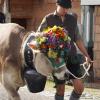 Am Montagvormittag, den 19. September 2022, fand auch in Buching, einem Ortsteil der Gemeinde Halblech im Ostallgäu, der Viehscheid statt. 30 Rinder, davon alle mit einem Kopfschmuck, kamen von den Alpen ins Tal und zum Marktplatz zwischen Buching und Bayerniederhofen. Dort fand direkt neben dem Festzelt der Viehhandel statt. Buching ist dabei der letzte Viehscheid im Allgäu, bei dem ein solcher Handel noch mit einem Handschlag vereinbart werden kann. Zusammen mit den Rindern kamen auch die Musikkapelle Alpengruß Buching, die dann im Festzelt aufspielten, und der Festwagen des Allgäuer Brauhauses, der von sechs Pferden gezogen wurde, zum Markplatz.