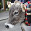 Trotz teilweise strömenden Regen kamen hunderte Zuschauern zum Viehscheid nach Wertach. Mit insgesamt rund 700 Tieren von sechs verschiedenen Alpen gehört er zu den größeren Viehscheiden im Allgäu. Neben einem Festzelt gab es auch einen großen Krämermarkt, der ebenfalls gut besucht war.
