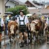 Trotz teilweise strömenden Regen kamen hunderte Zuschauern zum Viehscheid nach Wertach. Mit insgesamt rund 700 Tieren von sechs verschiedenen Alpen gehört er zu den größeren Viehscheiden im Allgäu. Neben einem Festzelt gab es auch einen großen Krämermarkt, der ebenfalls gut besucht war.
