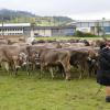 Trotz teilweise strömenden Regen kamen hunderte Zuschauern zum Viehscheid nach Wertach. Mit insgesamt rund 700 Tieren von sechs verschiedenen Alpen gehört er zu den größeren Viehscheiden im Allgäu. Neben einem Festzelt gab es auch einen großen Krämermarkt, der ebenfalls gut besucht war.