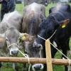 Trotz teilweise strömenden Regen kamen hunderte Zuschauern zum Viehscheid nach Wertach. Mit insgesamt rund 700 Tieren von sechs verschiedenen Alpen gehört er zu den größeren Viehscheiden im Allgäu. Neben einem Festzelt gab es auch einen großen Krämermarkt, der ebenfalls gut besucht war.