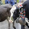 Trotz teilweise strömenden Regen kamen hunderte Zuschauern zum Viehscheid nach Wertach. Mit insgesamt rund 700 Tieren von sechs verschiedenen Alpen gehört er zu den größeren Viehscheiden im Allgäu. Neben einem Festzelt gab es auch einen großen Krämermarkt, der ebenfalls gut besucht war.