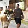 Am Montagvormittag, den 19. September 2022, fand auch in Buching, einem Ortsteil der Gemeinde Halblech im Ostallgäu, der Viehscheid statt. 30 Rinder, davon alle mit einem Kopfschmuck, kamen von den Alpen ins Tal und zum Marktplatz zwischen Buching und Bayerniederhofen. Dort fand direkt neben dem Festzelt der Viehhandel statt. Buching ist dabei der letzte Viehscheid im Allgäu, bei dem ein solcher Handel noch mit einem Handschlag vereinbart werden kann. Zusammen mit den Rindern kamen auch die Musikkapelle Alpengruß Buching, die dann im Festzelt aufspielten, und der Festwagen des Allgäuer Brauhauses, der von sechs Pferden gezogen wurde, zum Markplatz.