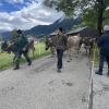 Am Sonntag hat in Schattwald im Tannheimer Tal ein Viehscheid stattgefunden.