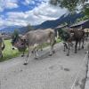 Am Sonntag hat in Schattwald im Tannheimer Tal ein Viehscheid stattgefunden.
