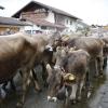 Trotz teilweise strömenden Regen kamen hunderte Zuschauern zum Viehscheid nach Wertach. Mit insgesamt rund 700 Tieren von sechs verschiedenen Alpen gehört er zu den größeren Viehscheiden im Allgäu. Neben einem Festzelt gab es auch einen großen Krämermarkt, der ebenfalls gut besucht war.