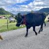 Am Sonntag hat in Schattwald im Tannheimer Tal ein Viehscheid stattgefunden.