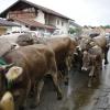 Trotz teilweise strömenden Regen kamen hunderte Zuschauern zum Viehscheid nach Wertach. Mit insgesamt rund 700 Tieren von sechs verschiedenen Alpen gehört er zu den größeren Viehscheiden im Allgäu. Neben einem Festzelt gab es auch einen großen Krämermarkt, der ebenfalls gut besucht war.