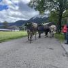 Am Sonntag hat in Schattwald im Tannheimer Tal ein Viehscheid stattgefunden.