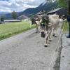 Am Sonntag hat in Schattwald im Tannheimer Tal ein Viehscheid stattgefunden.