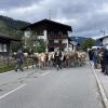 Am Sonntag hat in Schattwald im Tannheimer Tal ein Viehscheid stattgefunden.