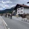 Am Sonntag hat in Schattwald im Tannheimer Tal ein Viehscheid stattgefunden.