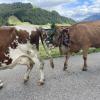 Am Sonntag hat in Schattwald im Tannheimer Tal ein Viehscheid stattgefunden.