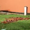Update:Am frühen Mittwochmorgen, gegen 01:30 Uhr, ist in Lindenberg im Landkreis Lindau im Ortsteil Nadenberg der Dachstuhl eines Hauses in Brand geraten. Die Ursache für das Feuer ist derzeit noch unbekannt. Es gab keine Verletzten, aber der Sachschaden beträgt laut Polizei rund 100.000 Euro. Schnelles Eingreifen verhindert SchlimmeresDie Feuerwehr, die nach der Mitteilung des Feuers bei der Integrierten Leitstelle Allgäu sofort ausrückte, konnte durch das schnelle Eingreifen verhindern, dass sich die Flammen auf den Rest des Gebäudes ausweiteten. Das Feuer beschädigte deshalb nur einen Teil des Daches. 
[video]https://www.youtube.com/watch?v=lxntDgQq24w[/video]80 Einsatzkräfte vor OrtBei dem Brand waren insgesamt 80 Einsatzkräfte der Freiwilligen Feuerwehren Lindenberg im Allgäu und Heimenkirch sowie des Rettungsdienstes im Einsatz. Die ersten Ermittlungen vor Ort führte die Polizeiinspektion Lindenberg im Allgäu zusammen mit dem Kriminaldauerdienst Memmingen. Die weitere Sachbearbeitung zur Klärung der konkreten Brandursache übernimmt das Fachkommissariat der Kriminalpolizeistation Lindau.Bezugsmeldung:In Nadenberg bei Lindenberg (Landkreis Lindau) ist in der Nacht zum Mittwoch ein Feuer in einem Wohnhaus ausgebrochen. Die Einsatzkräfte wurden um 01:35 Uhr über den Brand informiert und rückten sofort aus. Glücklicherweise keine Verletzten
Personen wurden bei dem Feuer glücklicherweise nicht verletzt. Die Brandursache ist derzeit noch unklar. Im Laufe des Tages werden Ermittler der Kriminalpolizei Lindau den Brandort genauer untersuchen. Laut Polizei dürfte der entstandene Sachschaden bei rund 100.000 Euro liegen. Weitere Informationen folgen.