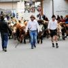 Beim Viehscheid in Nesselwängle sind nicht nur Kühe von der Alpe getrieben worden. Auch Schwarznasenschafe und Ziegen waren dabei. Die etwa 120 Tiere wurden gegen 14 Uhr an hunderten von Zuschauern durch das Dorf geführt.