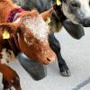Beim Viehscheid in Nesselwängle sind nicht nur Kühe von der Alpe getrieben worden. Auch Schwarznasenschafe und Ziegen waren dabei. Die etwa 120 Tiere wurden gegen 14 Uhr an hunderten von Zuschauern durch das Dorf geführt.