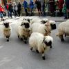 Beim Viehscheid in Nesselwängle sind nicht nur Kühe von der Alpe getrieben worden. Auch Schwarznasenschafe und Ziegen waren dabei. Die etwa 120 Tiere wurden gegen 14 Uhr an hunderten von Zuschauern durch das Dorf geführt.