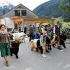 Beim Viehscheid in Nesselwängle sind nicht nur Kühe von der Alpe getrieben worden. Auch Schwarznasenschafe und Ziegen waren dabei. Die etwa 120 Tiere wurden gegen 14 Uhr an hunderten von Zuschauern durch das Dorf geführt.