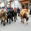 Beim Viehscheid in Nesselwängle sind nicht nur Kühe von der Alpe getrieben worden. Auch Schwarznasenschafe und Ziegen waren dabei. Die etwa 120 Tiere wurden gegen 14 Uhr an hunderten von Zuschauern durch das Dorf geführt.