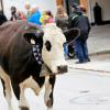 Beim Viehscheid in Nesselwängle sind nicht nur Kühe von der Alpe getrieben worden. Auch Schwarznasenschafe und Ziegen waren dabei. Die etwa 120 Tiere wurden gegen 14 Uhr an hunderten von Zuschauern durch das Dorf geführt.