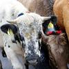 Beim Viehscheid in Nesselwängle sind nicht nur Kühe von der Alpe getrieben worden. Auch Schwarznasenschafe und Ziegen waren dabei. Die etwa 120 Tiere wurden gegen 14 Uhr an hunderten von Zuschauern durch das Dorf geführt.