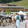 Am Freitag war in Balderschwang wieder Viehscheid. Sechs Alpen mit knapp 120 Tieren wurden ins Tal getrieben. Für die Zuschauer war auch abseits der Koppel einiges geboten. Auf einem Markt entlang der Hauptstraße konnte man Kleidung, Taschen und Kunsthandwerk bewundern. Auch für das leibliche Wohl war gesorgt. Am Feuerwehrhaus gab es neben Kaffee und Kuchen natürlich auch Bier, Brezen und sonstige Spezialitäten.