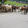 Am Freitag war in Balderschwang wieder Viehscheid. Sechs Alpen mit knapp 120 Tieren wurden ins Tal getrieben. Für die Zuschauer war auch abseits der Koppel einiges geboten. Auf einem Markt entlang der Hauptstraße konnte man Kleidung, Taschen und Kunsthandwerk bewundern. Auch für das leibliche Wohl war gesorgt. Am Feuerwehrhaus gab es neben Kaffee und Kuchen natürlich auch Bier, Brezen und sonstige Spezialitäten.
