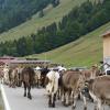 Am Freitag war in Balderschwang wieder Viehscheid. Sechs Alpen mit knapp 120 Tieren wurden ins Tal getrieben. Für die Zuschauer war auch abseits der Koppel einiges geboten. Auf einem Markt entlang der Hauptstraße konnte man Kleidung, Taschen und Kunsthandwerk bewundern. Auch für das leibliche Wohl war gesorgt. Am Feuerwehrhaus gab es neben Kaffee und Kuchen natürlich auch Bier, Brezen und sonstige Spezialitäten.