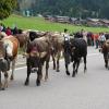 Am Freitag war in Balderschwang wieder Viehscheid. Sechs Alpen mit knapp 120 Tieren wurden ins Tal getrieben. Für die Zuschauer war auch abseits der Koppel einiges geboten. Auf einem Markt entlang der Hauptstraße konnte man Kleidung, Taschen und Kunsthandwerk bewundern. Auch für das leibliche Wohl war gesorgt. Am Feuerwehrhaus gab es neben Kaffee und Kuchen natürlich auch Bier, Brezen und sonstige Spezialitäten.