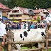 Am Freitag war in Balderschwang wieder Viehscheid. Sechs Alpen mit knapp 120 Tieren wurden ins Tal getrieben. Für die Zuschauer war auch abseits der Koppel einiges geboten. Auf einem Markt entlang der Hauptstraße konnte man Kleidung, Taschen und Kunsthandwerk bewundern. Auch für das leibliche Wohl war gesorgt. Am Feuerwehrhaus gab es neben Kaffee und Kuchen natürlich auch Bier, Brezen und sonstige Spezialitäten.
