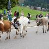 Am Freitag war in Balderschwang wieder Viehscheid. Sechs Alpen mit knapp 120 Tieren wurden ins Tal getrieben. Für die Zuschauer war auch abseits der Koppel einiges geboten. Auf einem Markt entlang der Hauptstraße konnte man Kleidung, Taschen und Kunsthandwerk bewundern. Auch für das leibliche Wohl war gesorgt. Am Feuerwehrhaus gab es neben Kaffee und Kuchen natürlich auch Bier, Brezen und sonstige Spezialitäten.