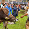 Am Freitag war in Balderschwang wieder Viehscheid. Sechs Alpen mit knapp 120 Tieren wurden ins Tal getrieben. Für die Zuschauer war auch abseits der Koppel einiges geboten. Auf einem Markt entlang der Hauptstraße konnte man Kleidung, Taschen und Kunsthandwerk bewundern. Auch für das leibliche Wohl war gesorgt. Am Feuerwehrhaus gab es neben Kaffee und Kuchen natürlich auch Bier, Brezen und sonstige Spezialitäten.