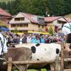 Am Freitag war in Balderschwang wieder Viehscheid. Sechs Alpen mit knapp 120 Tieren wurden ins Tal getrieben. Für die Zuschauer war auch abseits der Koppel einiges geboten. Auf einem Markt entlang der Hauptstraße konnte man Kleidung, Taschen und Kunsthandwerk bewundern. Auch für das leibliche Wohl war gesorgt. Am Feuerwehrhaus gab es neben Kaffee und Kuchen natürlich auch Bier, Brezen und sonstige Spezialitäten.