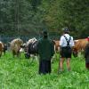 Rund 60 Rinder sind am Donnerstagvormittag von der Buchel Alpe im Oberallgäu zurück ins Tal gekommen. Trotz Regen verfolgten einige hundert Zuschauer den kleinen und dafür familiären Viehscheid in Unterjoch.