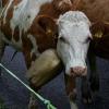 Rund 60 Rinder sind am Donnerstagvormittag von der Buchel Alpe im Oberallgäu zurück ins Tal gekommen. Trotz Regen verfolgten einige hundert Zuschauer den kleinen und dafür familiären Viehscheid in Unterjoch.